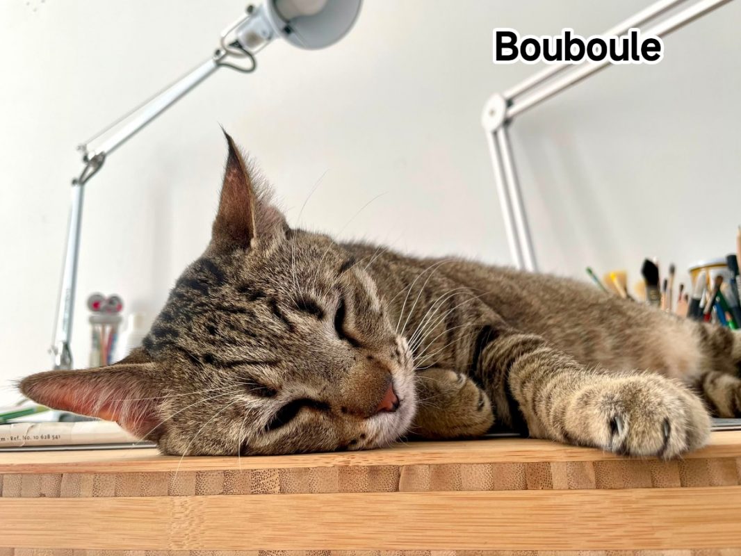 Bouboule - Chat Européen à adopter - photo 3
