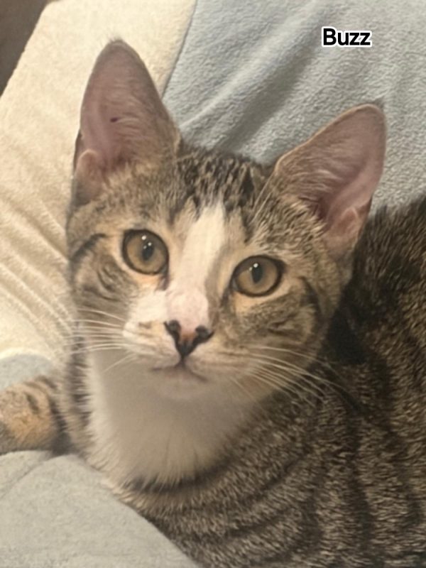 Buzz - Chat Européen à adopter - photo 2