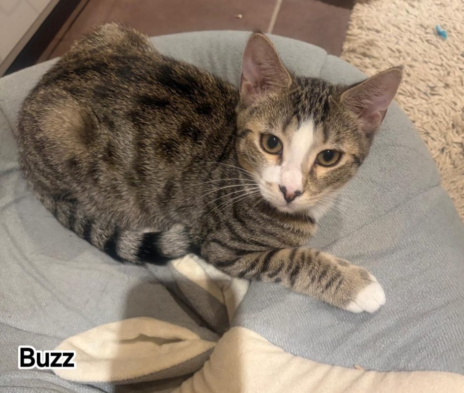 Buzz - Chat Européen à adopter - photo 3