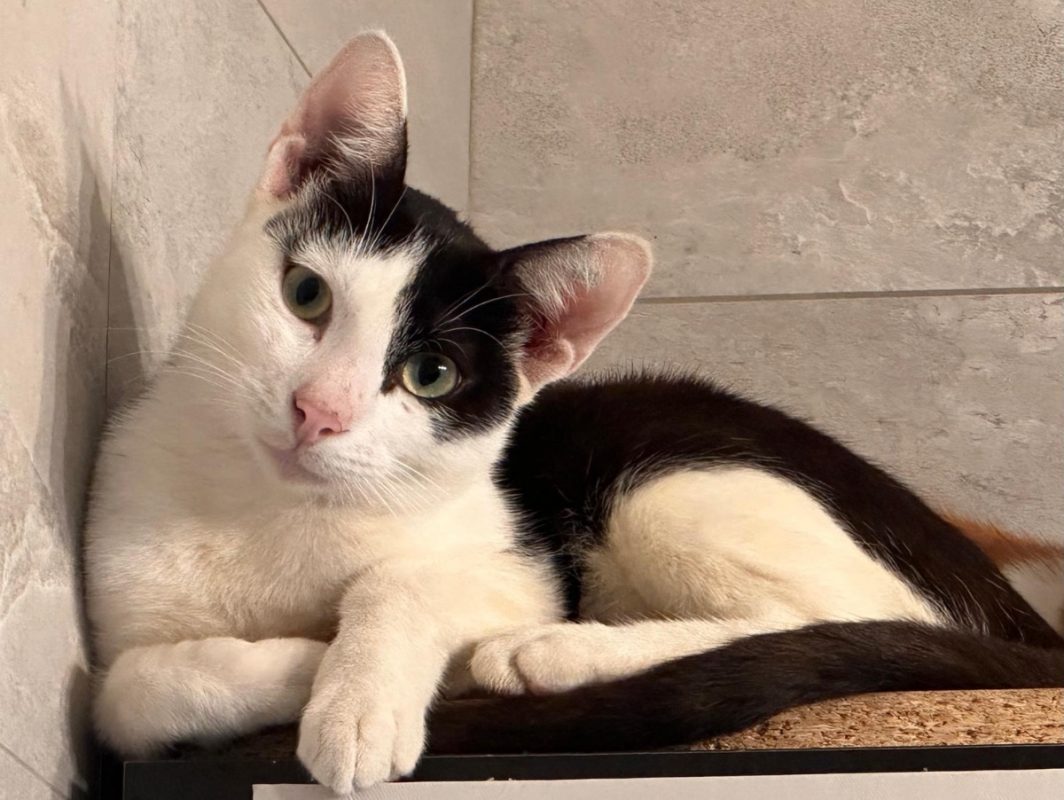 Charlie - Chat Européen à adopter