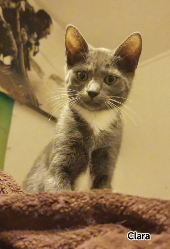 Clara - Chat Européen à adopter