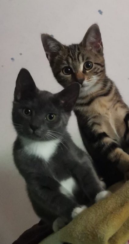 Clara - Chat Européen à adopter - photo 2