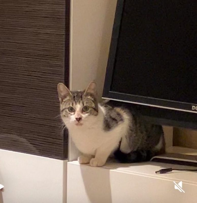 Comete - Chat Européen à adopter - photo 2