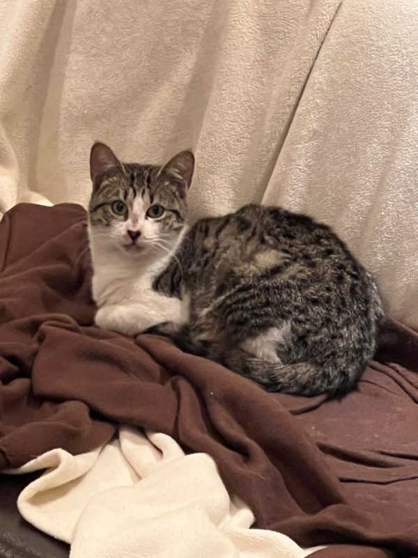 Comete - Chat Européen à adopter