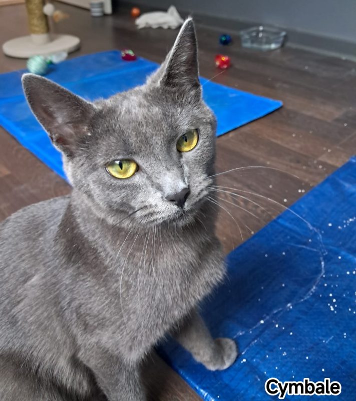 Cymbale - Chat Européen à adopter - photo 3