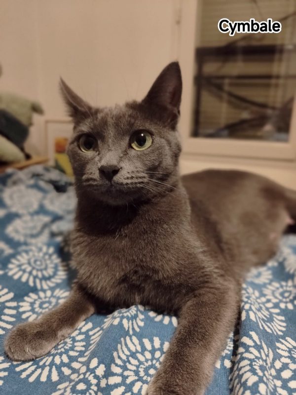 Cymbale - Chat Européen à adopter