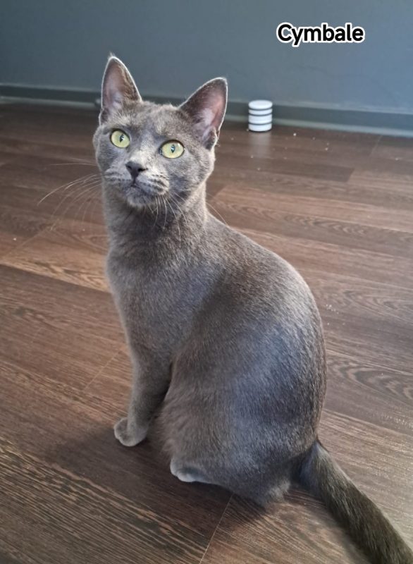 Cymbale - Chat Européen à adopter - photo 2