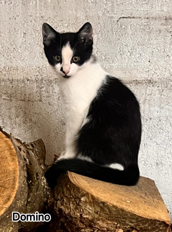 Domino - Chat Européen à adopter