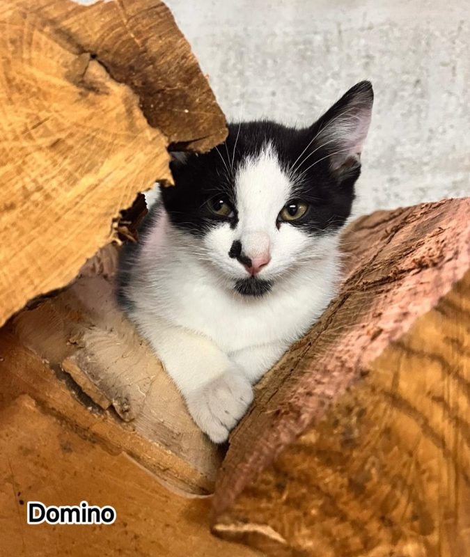 Domino - Chat Européen à adopter - photo 2