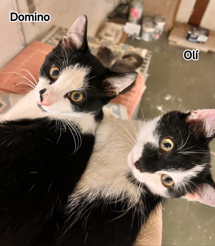 Domino - Chat Européen à adopter - photo 3