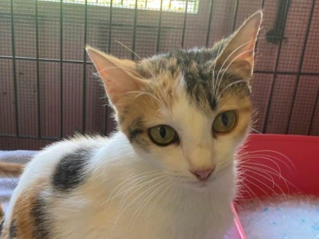 Otawa - Chat Européen à adopter