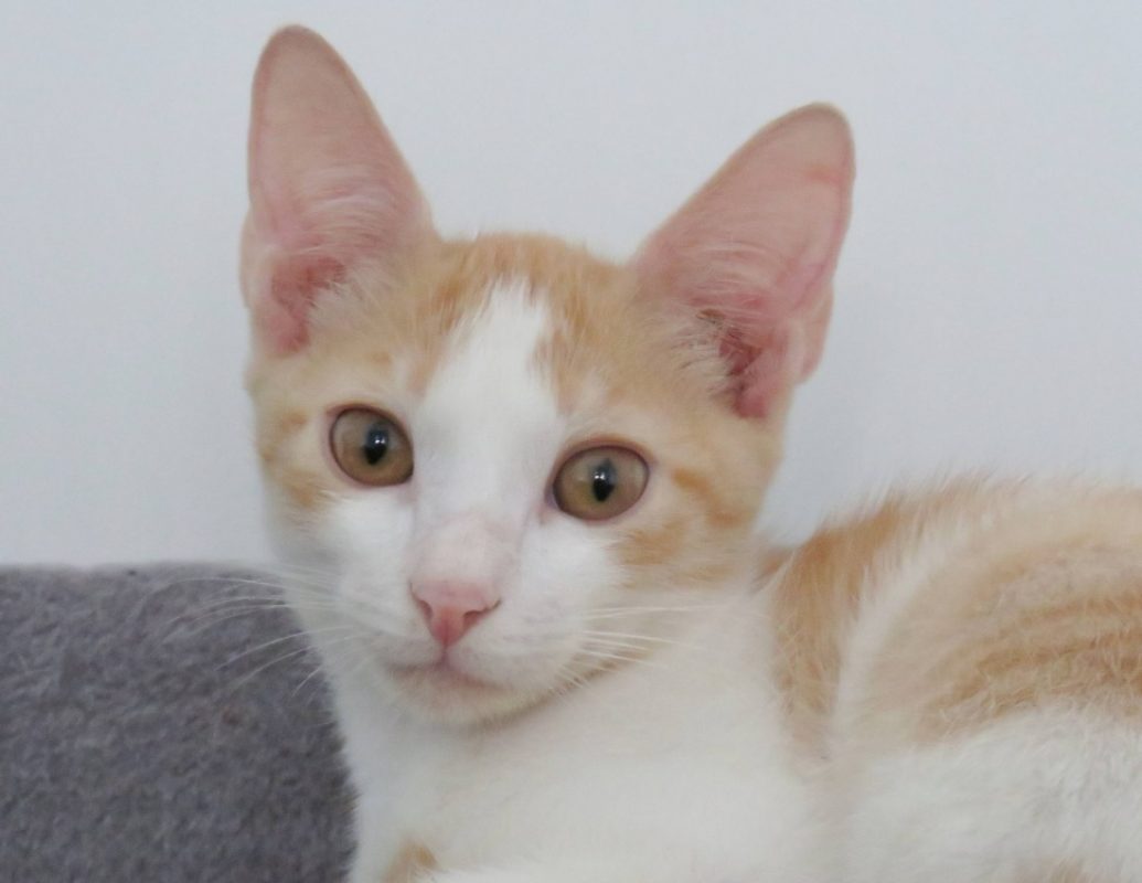 Sandro - Chat Européen à adopter