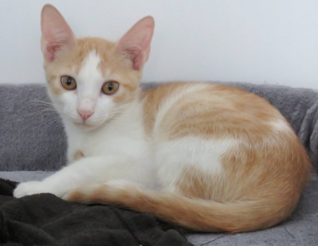Sandro - Chat Européen à adopter - photo 2