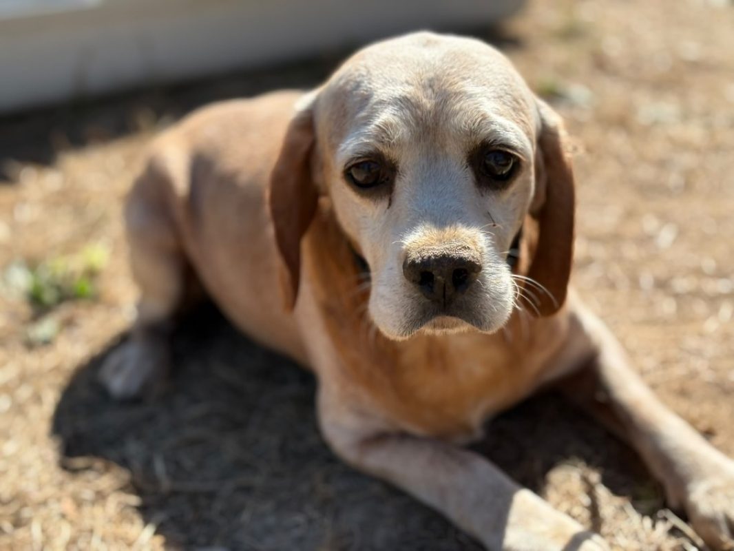 Amal - Chien Beagle à adopter