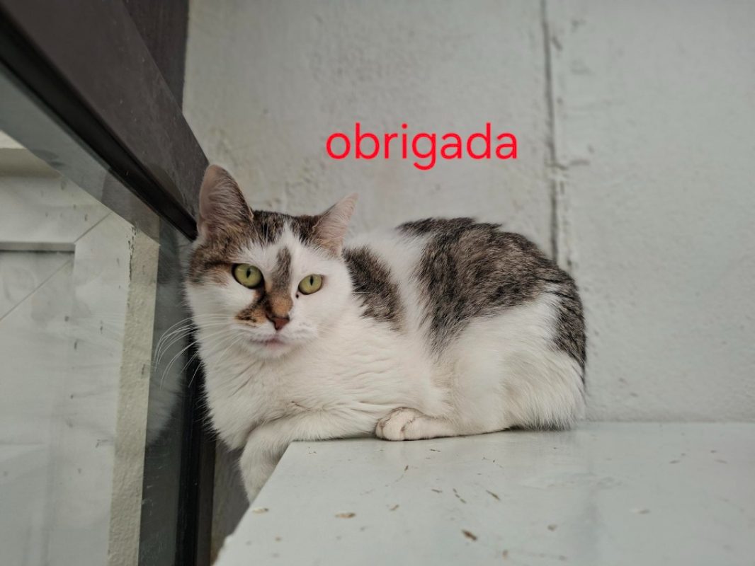 Obrigada - Chat Européen à adopter