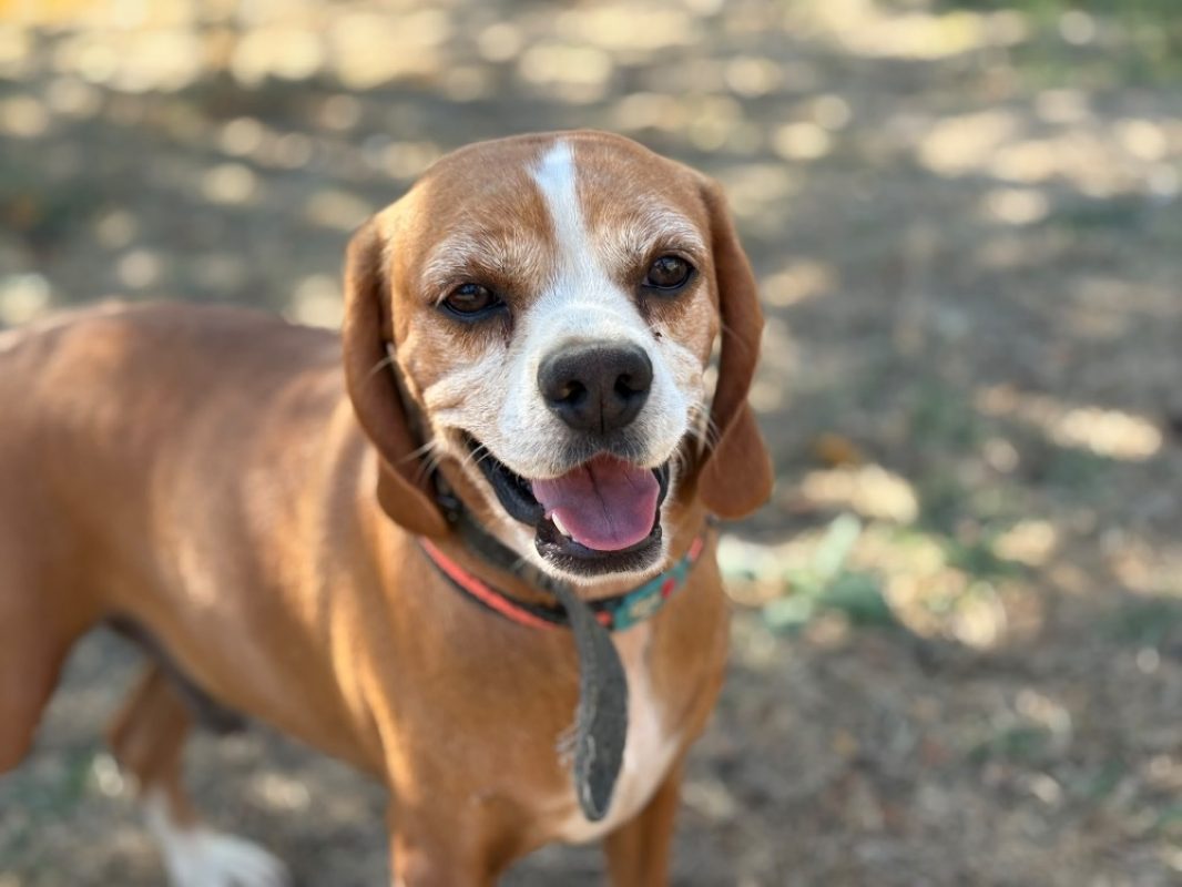 Hoffnung - Chien Beagle à adopter