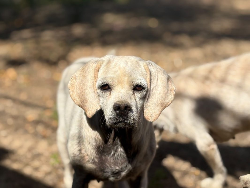 Nadeje - Chien Beagle à adopter