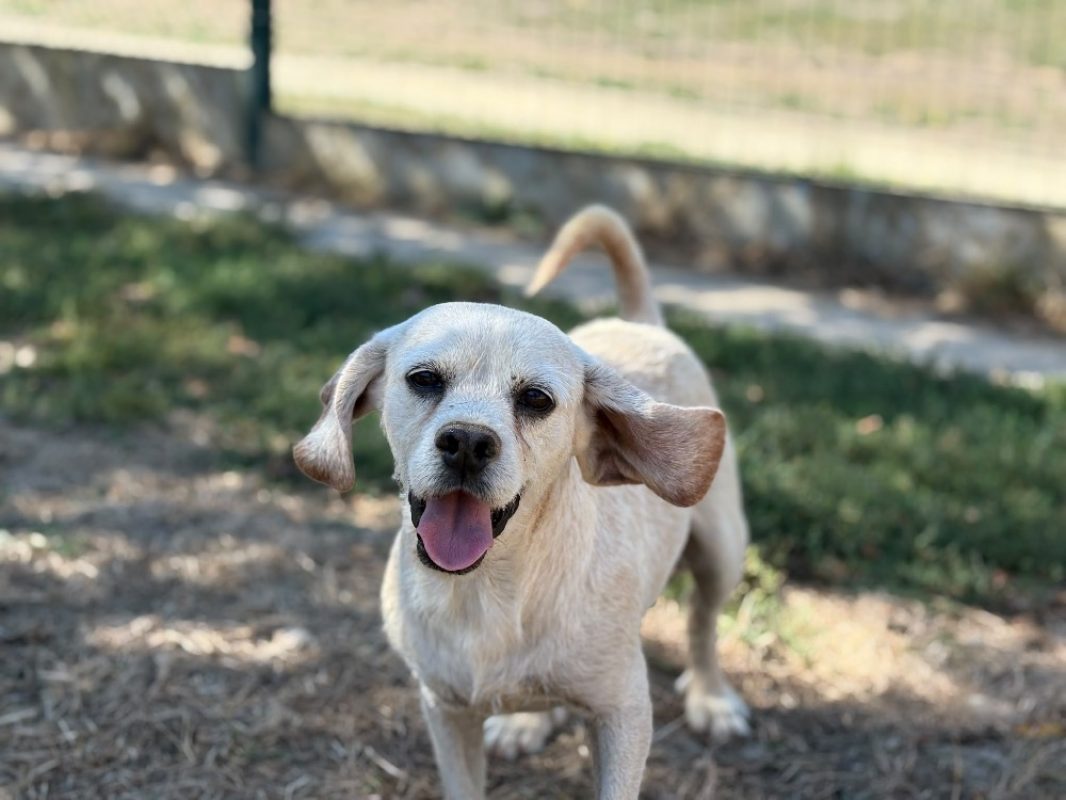 Hab - Chien Beagle à adopter