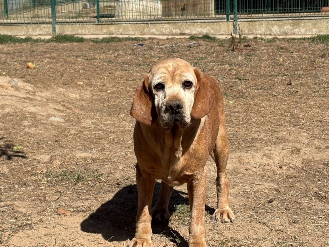 Tumaini - Chien Beagle à adopter