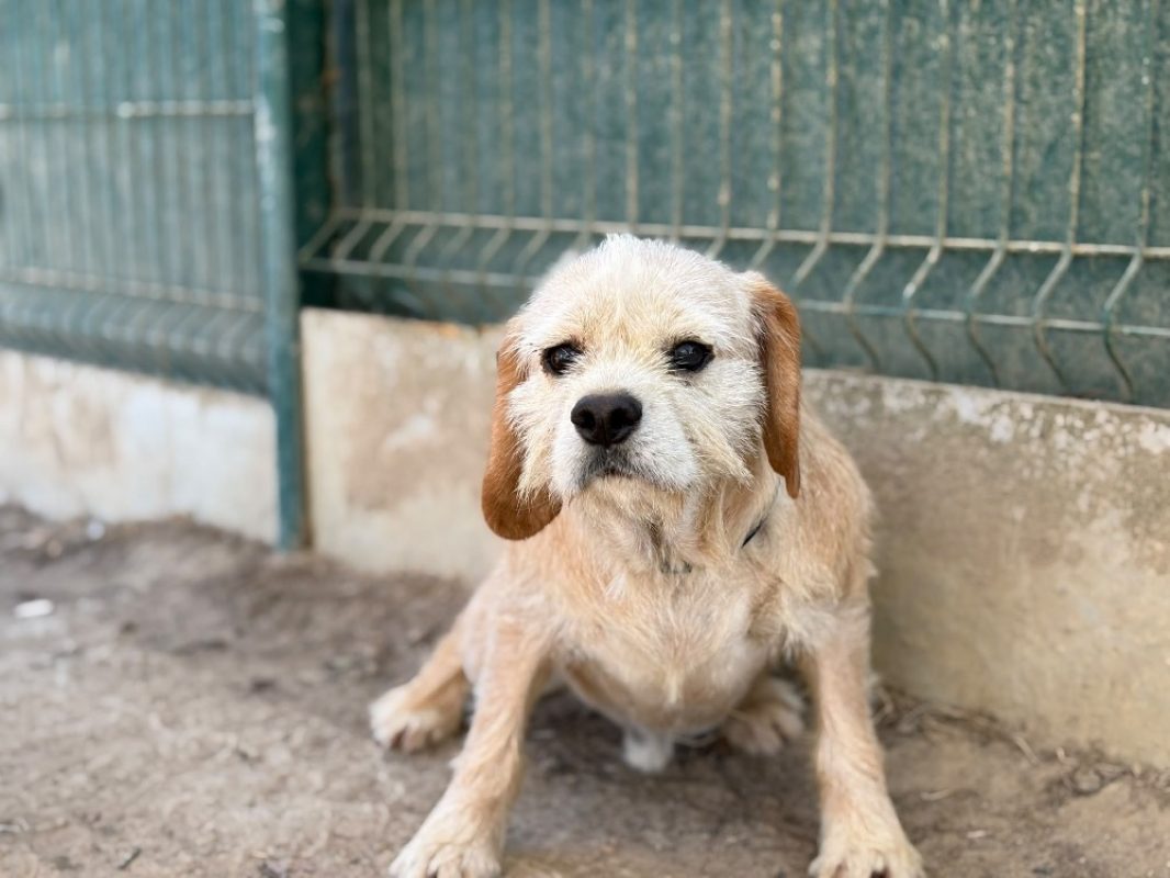 Umut - Chien Beagle à adopter