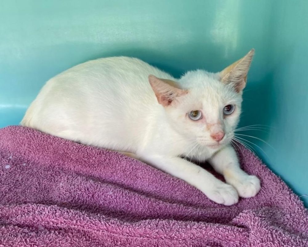 Johanita - Chat Européen à adopter