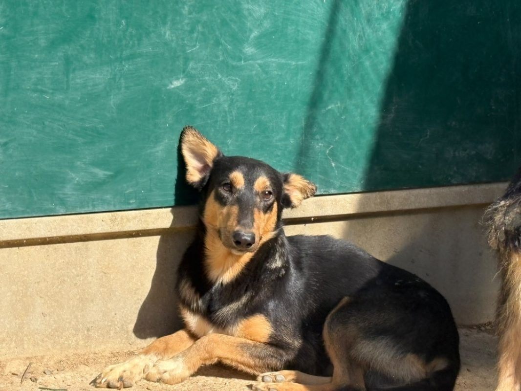 Trefle - Chien Berger à adopter