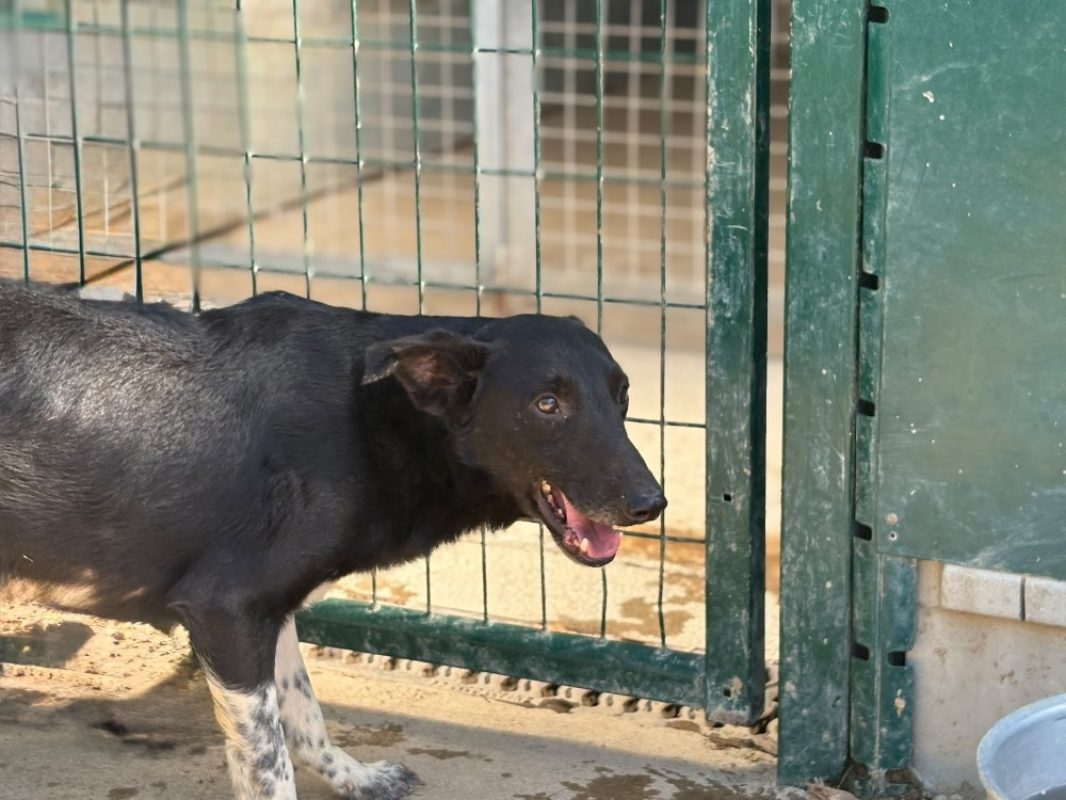Cornichon - Chien Berger à adopter