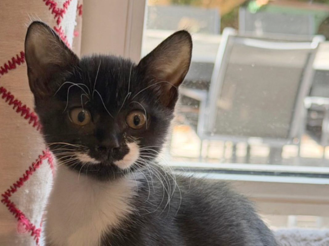 Xena - Chat Européen à adopter
