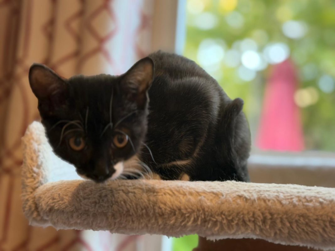 Xena - Chat Européen à adopter - photo 5