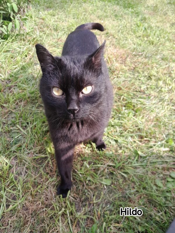 Hildo - Chat Européen à adopter