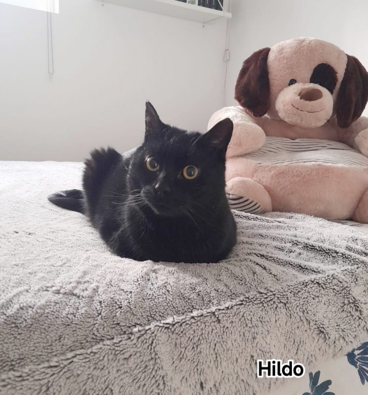 Hildo - Chat Européen à adopter - photo 4
