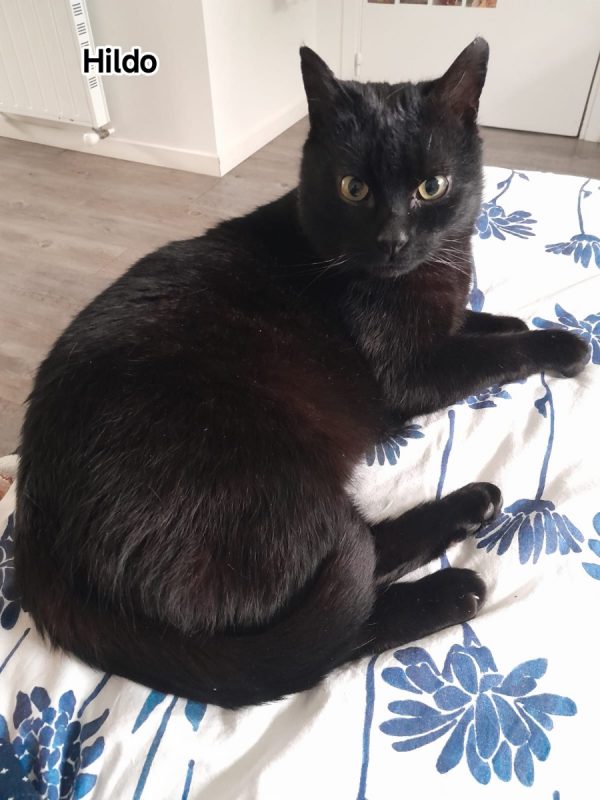 Hildo - Chat Européen à adopter - photo 3