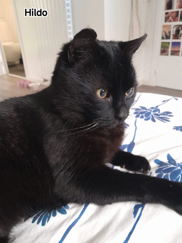 Hildo - Chat Européen à adopter - photo 2