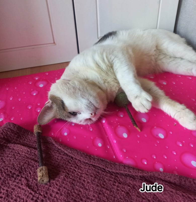 Jude - Chat Européen à adopter - photo 3