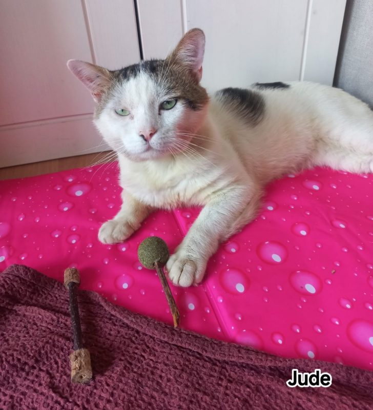 Jude - Chat Européen à adopter - photo 2