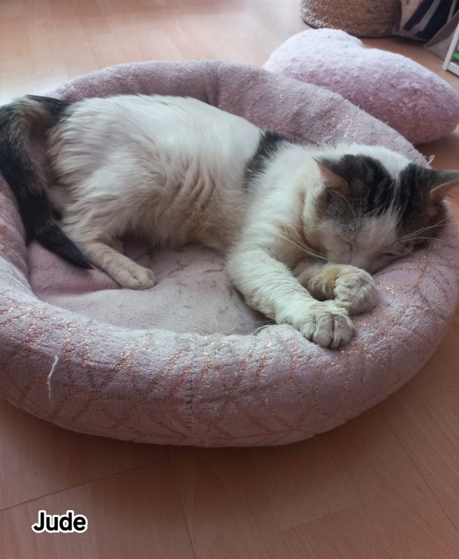 Jude - Chat Européen à adopter - photo 4