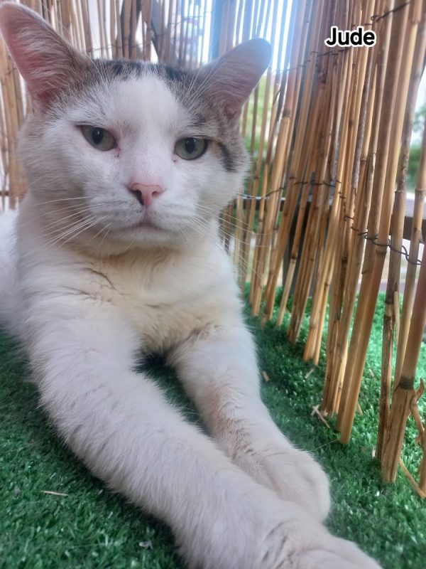 Jude - Chat Européen à adopter