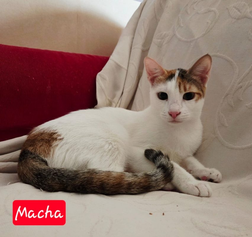 Macha - Chat Européen à adopter