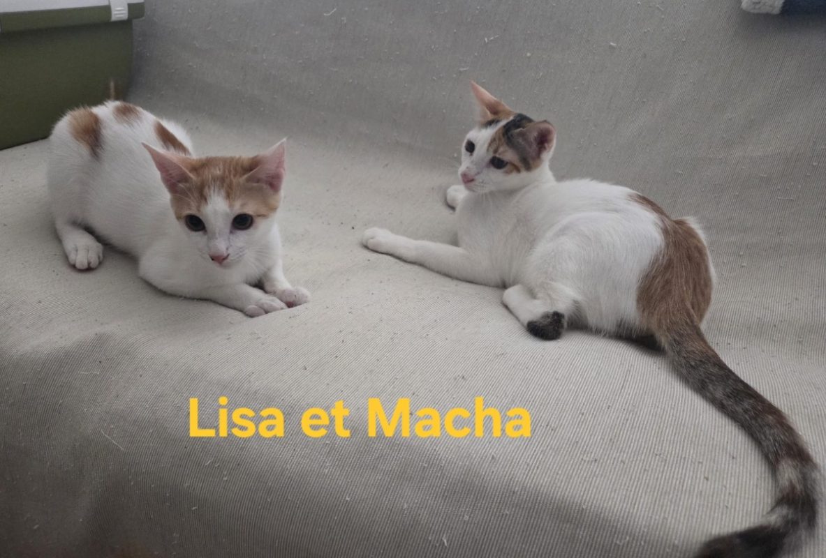 Macha - Chat Européen à adopter - photo 3