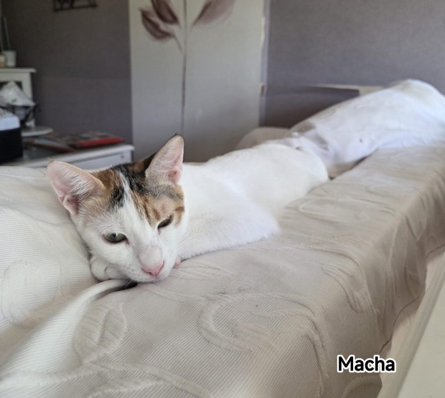 Macha - Chat Européen à adopter - photo 2