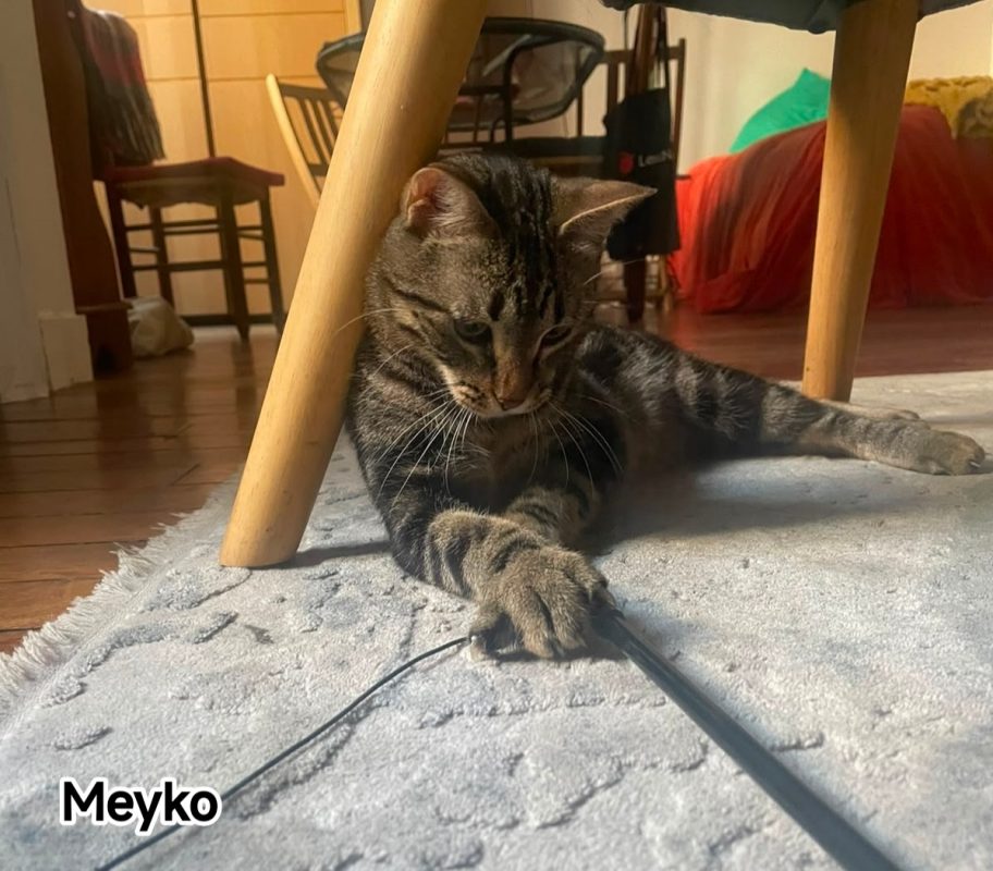 Meyko - Chat Européen à adopter - photo 4