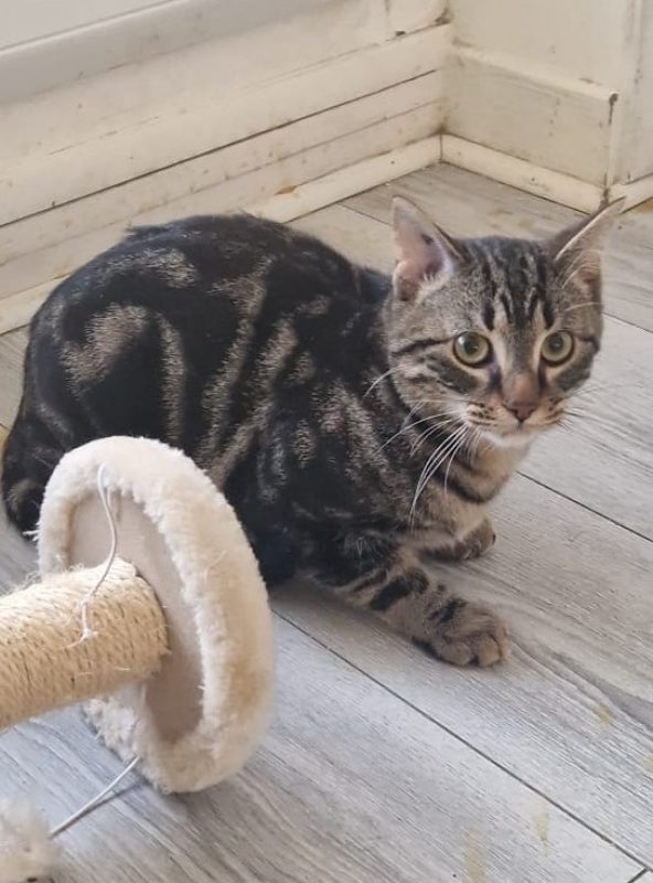Meyko - Chat Européen à adopter - photo 5