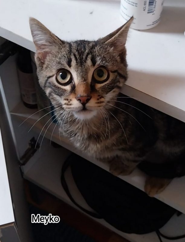 Meyko - Chat Européen à adopter - photo 2
