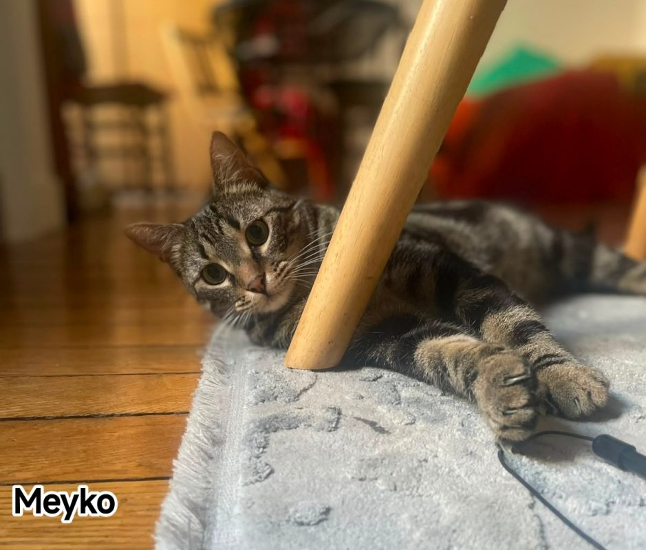 Meyko - Chat Européen à adopter - photo 3
