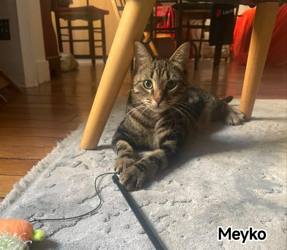 Meyko - Chat Européen à adopter