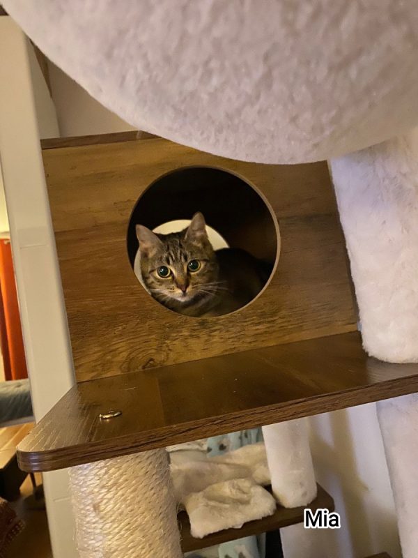 Mia - Chat Européen à adopter - photo 3