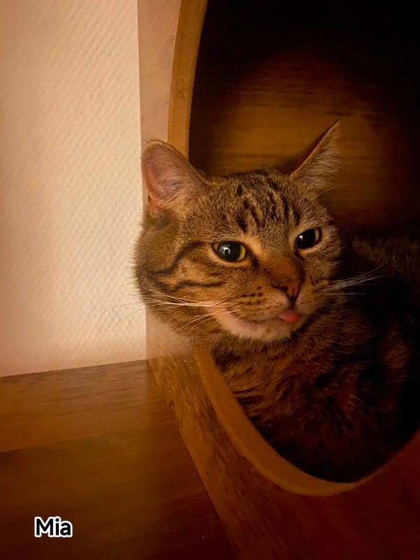 Mia - Chat Européen à adopter - photo 4