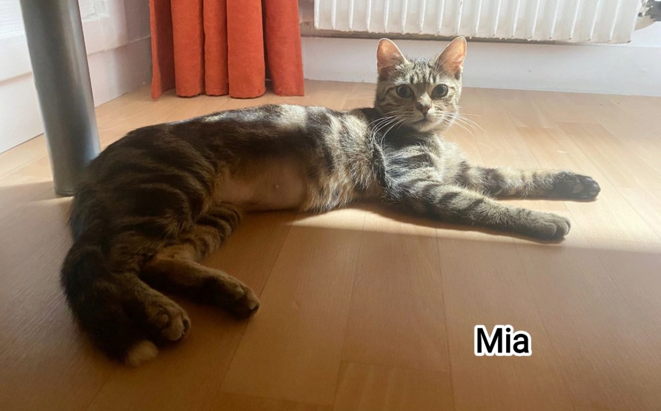 Mia - Chat Européen à adopter
