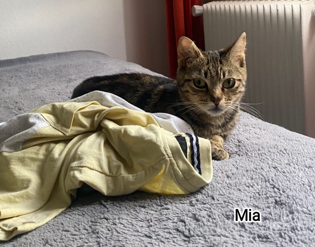 Mia - Chat Européen à adopter - photo 2