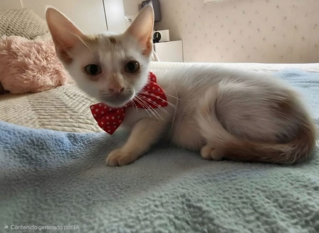 Fito - Chat à adopter - photo 5